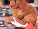 Red Toy Poodle Yavrular
