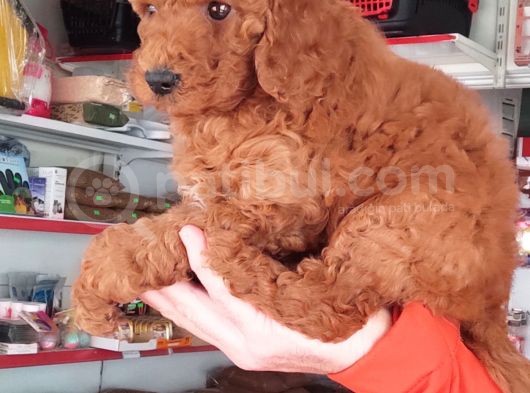Red Toy Poodle Yavrular
