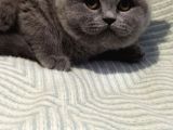 Güzel Bir Yuva Ciddi Bakabilecekler Ulaşsın