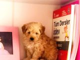 Malti̇po Ci̇nsi̇