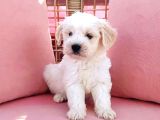 Maltesse Terri̇er