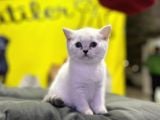 Erkek Dişi Top Kafa Mükemmel Yavrular British Shorthair