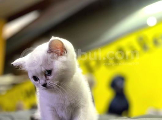 Erkek Dişi Top Kafa Mükemmel Yavrular British Shorthair görsel