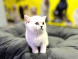 Erkek Dişi Top Kafa Mükemmel Yavrular British Shorthair