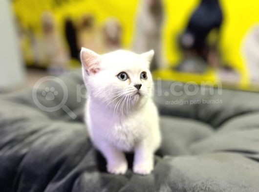 Erkek Dişi Top Kafa Mükemmel Yavrular British Shorthair görsel