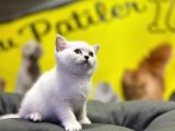 Erkek Dişi Top Kafa Mükemmel Yavrular British Shorthair