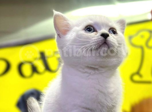 Erkek Dişi Top Kafa Mükemmel Yavrular British Shorthair görsel