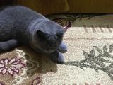 3,5 Yaşında British Shorthair Yavru