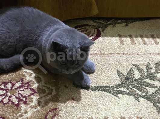 3,5 Yaşında British Shorthair Yavru görsel