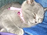 3,5 Yaşında British Shorthair Yavru