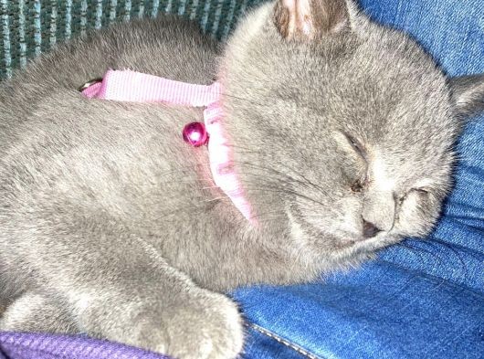 3,5 Yaşında British Shorthair Yavru görsel
