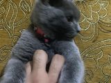 3,5 Yaşında British Shorthair Yavru