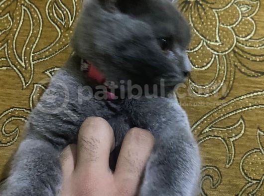 3,5 Yaşında British Shorthair Yavru görsel