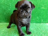 Muhteşem Güzelli̇kte Si̇yah Dişi Pug Yavrumuz