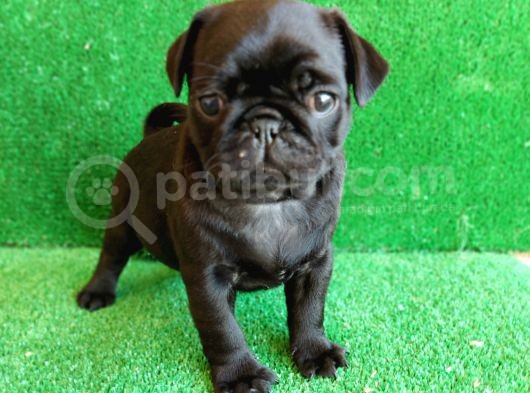 Muhteşem Güzelli̇kte Si̇yah Dişi Pug Yavrumuz