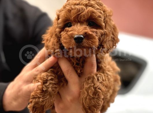 Red Brown Toy Poodle  Erkek Satilik