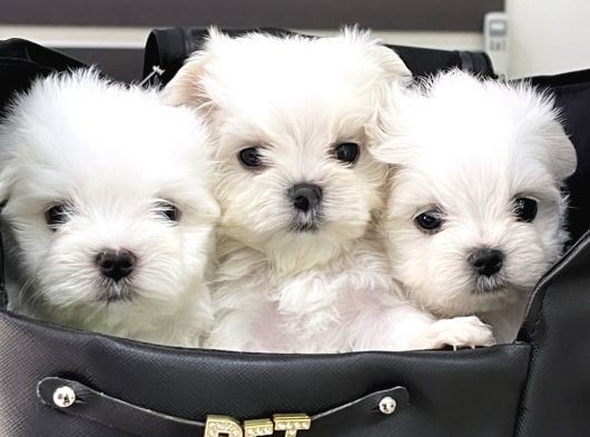 Tüy Dökmeyen Maltese Mini Yavrular
