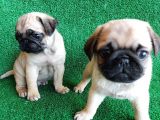 Türki̇ye Ni̇n En Muhteşem Dişi Ve Erkek Pug Yavrulari