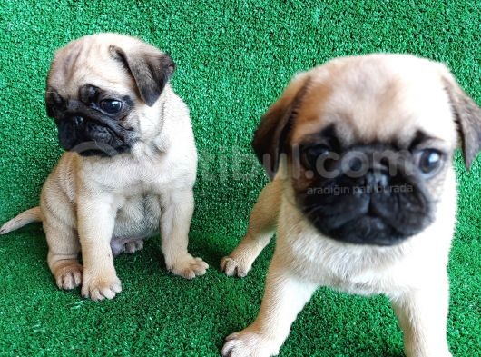 Türki̇ye Ni̇n En Muhteşem Dişi Ve Erkek Pug Yavrulari görsel