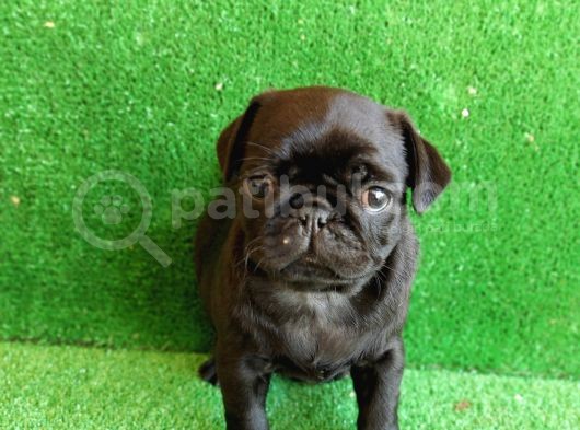 Muhteşem Güzelli̇kte Si̇yah Dişi Pug Yavrumuz görsel
