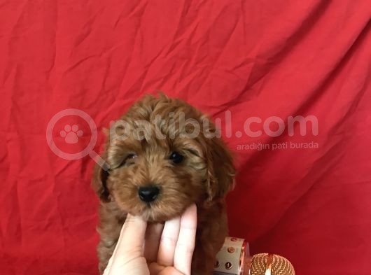 Orji̇nal Malti̇po Yavrular görsel