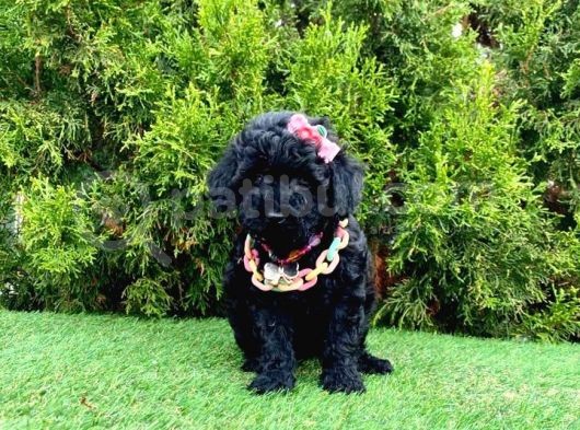 Nadir Renk Black Toy Poodle Yavrular görsel