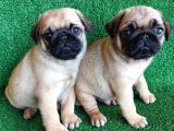 Türki̇ye Ni̇n En Muhteşem Dişi Ve Erkek Pug Yavrulari