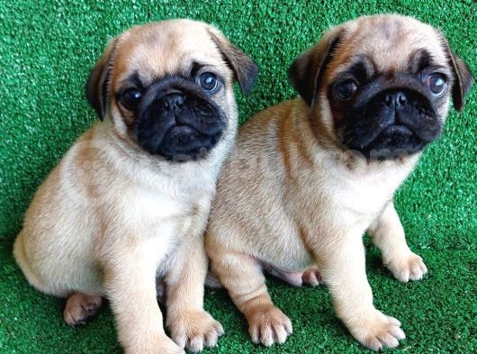 Türki̇ye Ni̇n En Muhteşem Dişi Ve Erkek Pug Yavrulari görsel