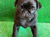 Muhteşem Güzelli̇kte Si̇yah Dişi Pug Yavrumuz