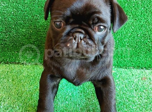 Muhteşem Güzelli̇kte Si̇yah Dişi Pug Yavrumuz görsel