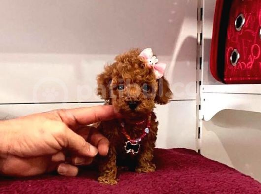 Red Brown Toy Poodle Yavrular görsel