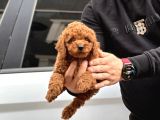 20 Den Fazla Çeşit Ile Toy Poodle Yavruları