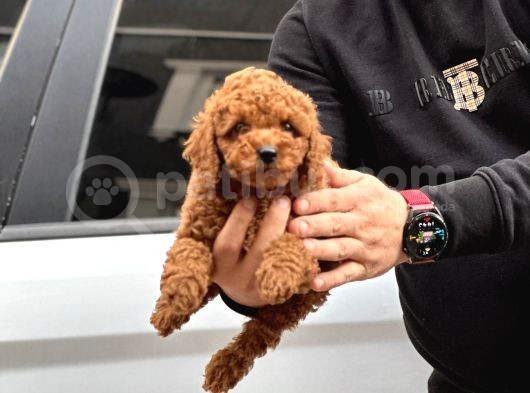 20 Den Fazla Çeşit Ile Toy Poodle Yavruları görsel