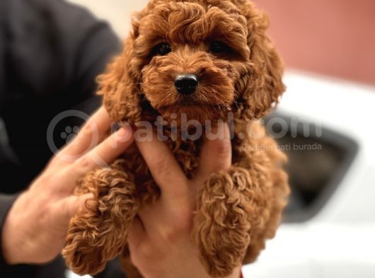 Red Brown Toy Poodle  Erkek Satilik görsel