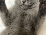 3,5 Yaşında British Shorthair Yavru