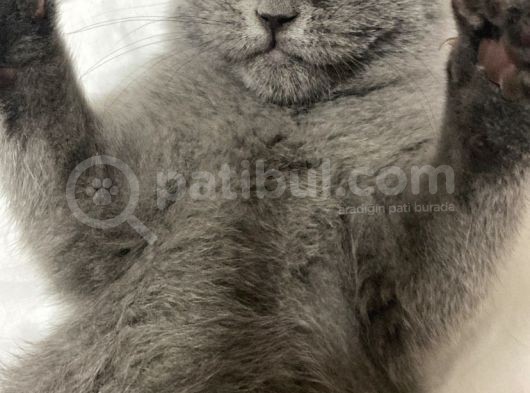 3,5 Yaşında British Shorthair Yavru görsel
