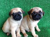Türki̇ye Ni̇n En Muhteşem Dişi Ve Erkek Pug Yavrulari