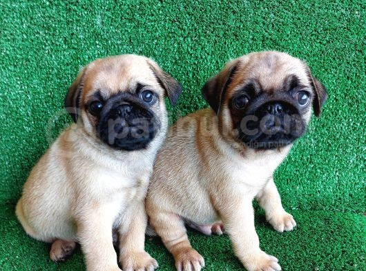 Türki̇ye Ni̇n En Muhteşem Dişi Ve Erkek Pug Yavrulari görsel