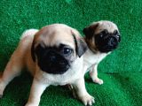 Türki̇ye Ni̇n En Muhteşem Dişi Ve Erkek Pug Yavrulari