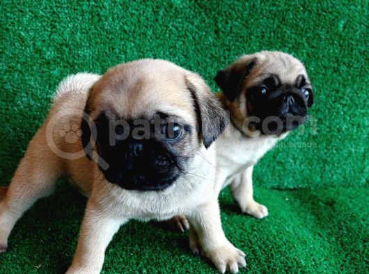 Türki̇ye Ni̇n En Muhteşem Dişi Ve Erkek Pug Yavrulari görsel