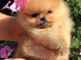 Ayıcık Surat Boo Pomeranian Yavrular