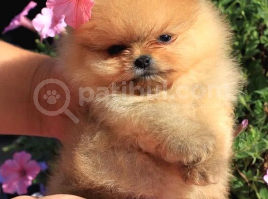 Ayıcık Surat Boo Pomeranian Yavrular görsel