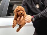 20 den Fazla Çeşit ile Toy Poodle Yavruları