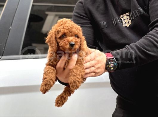 20 Den Fazla Çeşit Ile Toy Poodle Yavruları