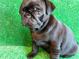 Muhteşem Güzelli̇kte Si̇yah Dişi Pug Yavrumuz