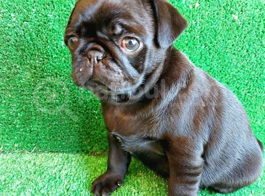 Muhteşem Güzelli̇kte Si̇yah Dişi Pug Yavrumuz görsel
