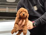 20 Den Fazla Çeşit Ile Toy Poodle Yavruları