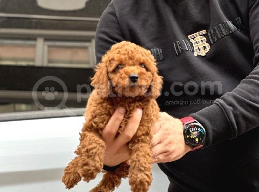 20 Den Fazla Çeşit Ile Toy Poodle Yavruları görsel
