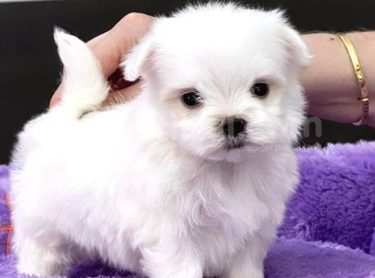 Sıfır Numara Maltese Mini Boy Yavrular
