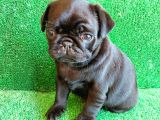 Muhteşem Güzelli̇kte Si̇yah Dişi Pug Yavrumuz